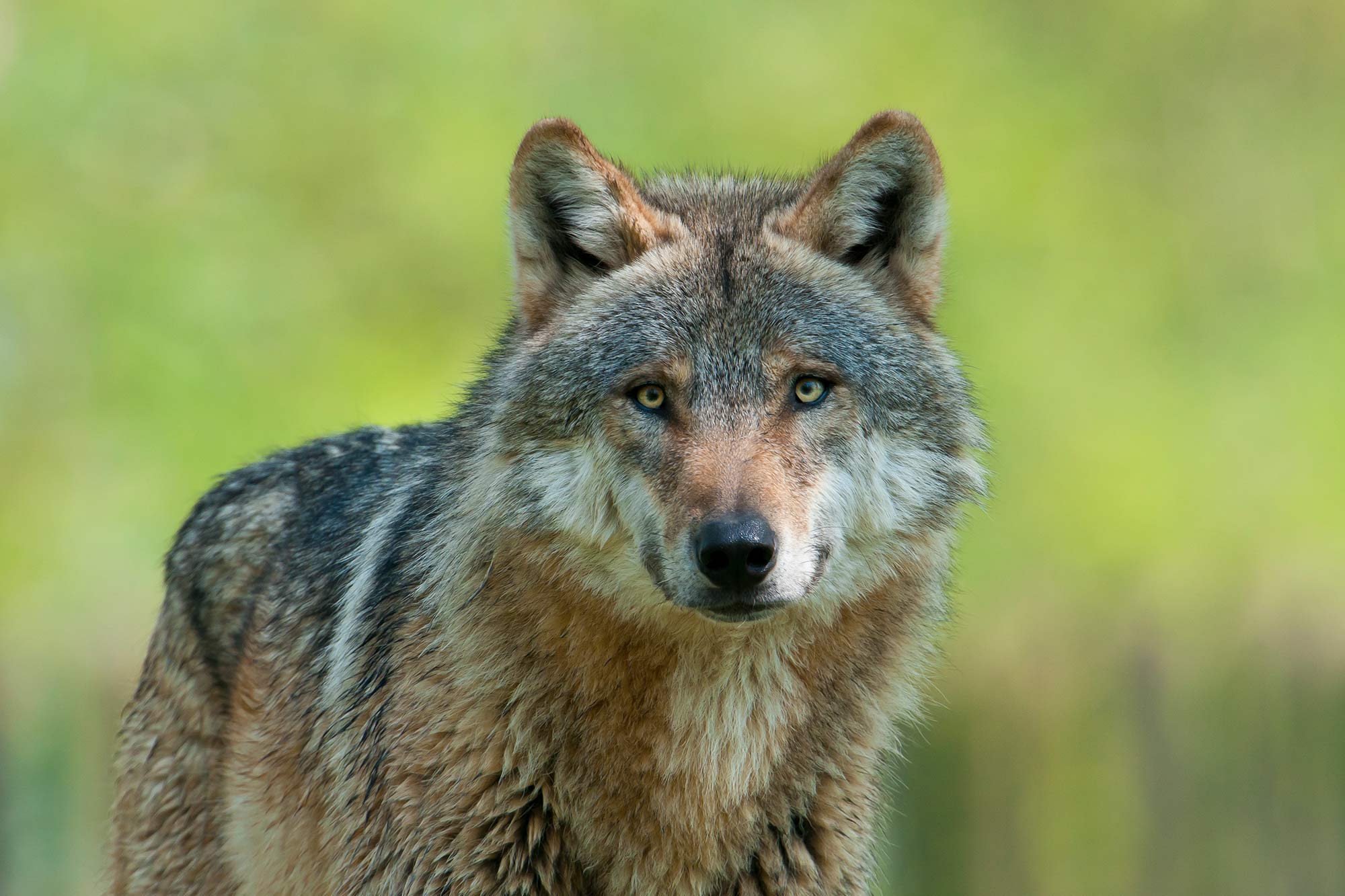 Wolf | © Christoph Bosch