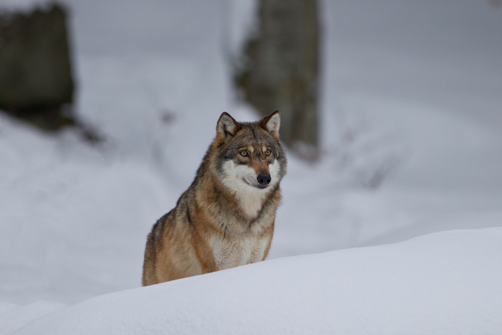 Ein Wolf im Schnee, der mit dem Gesicht zur Kamera steht | © Marcus Bosch