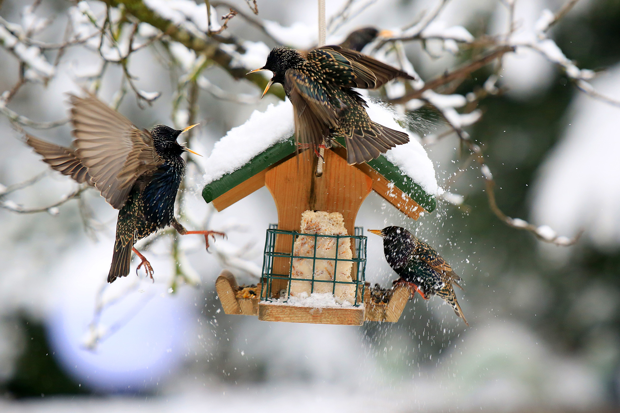 Stare am Futterhaus | © Ingo Rittscher