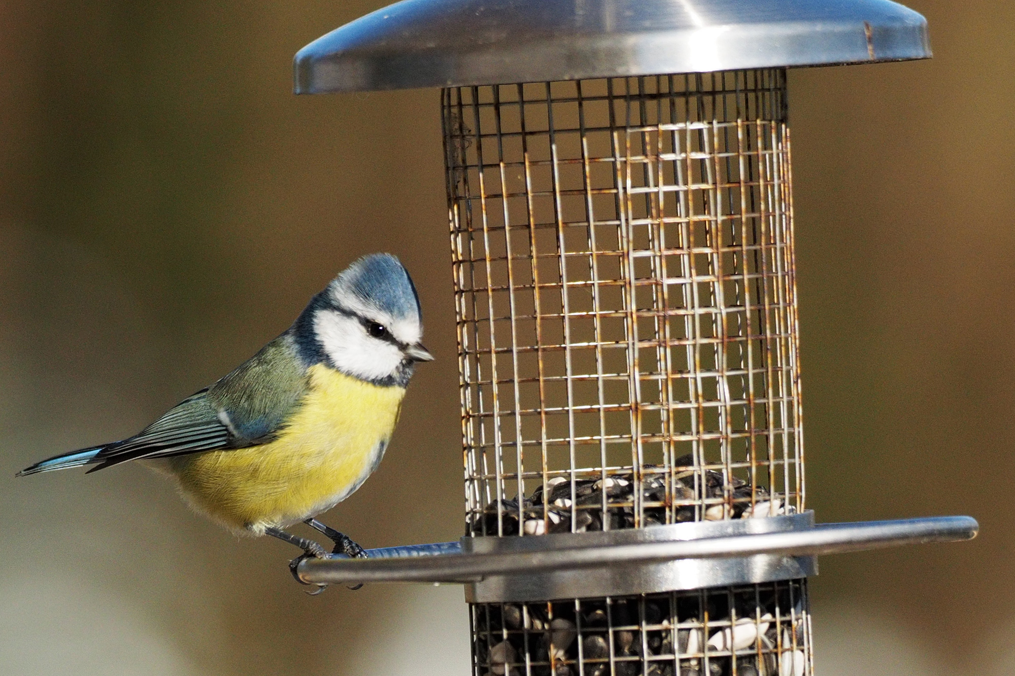Eine Blaumeise frisst an einer Futtersäule | © Ludwig Holl
