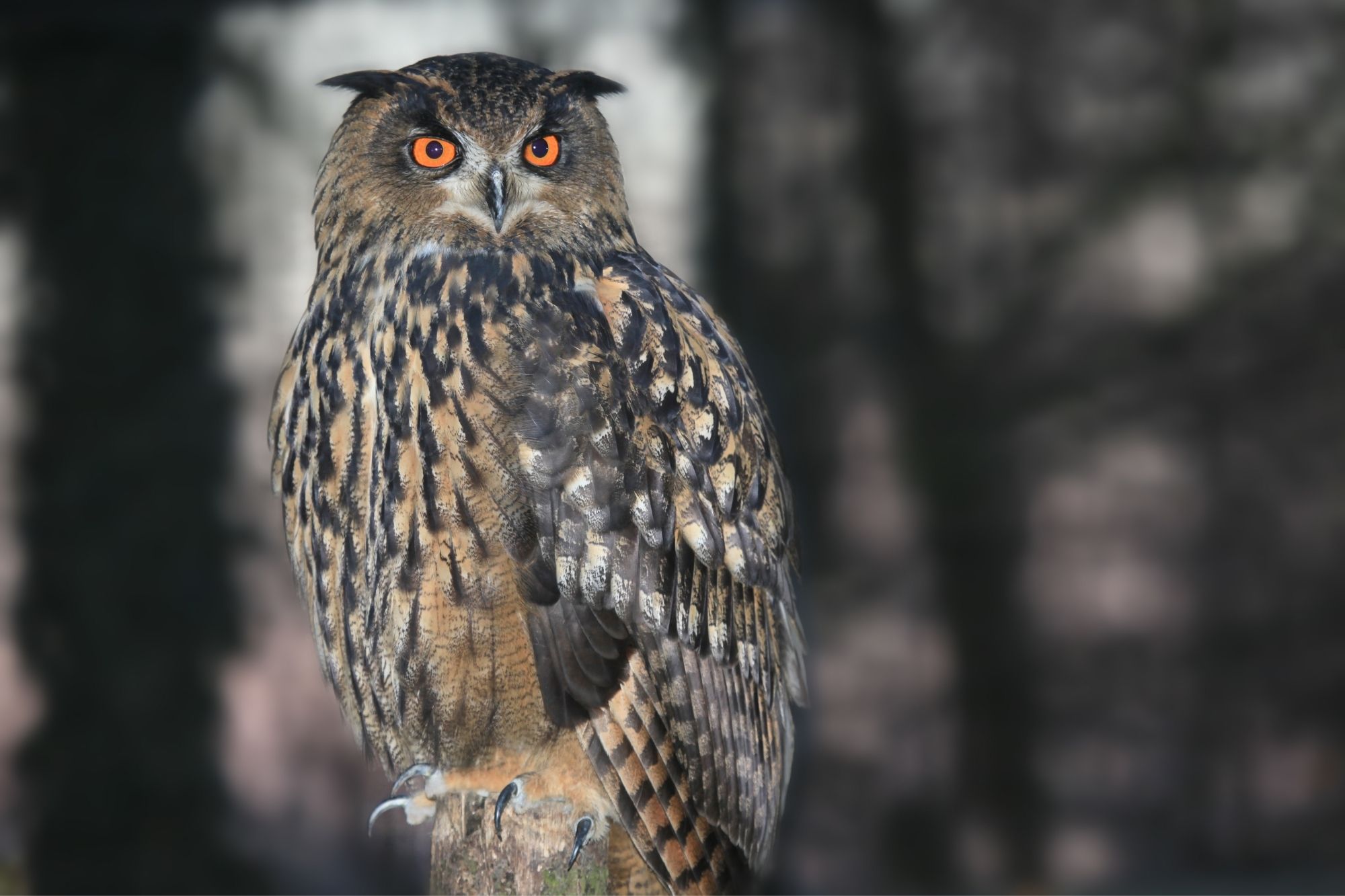 Uhu - LBV - Gemeinsam Bayerns Natur schützen