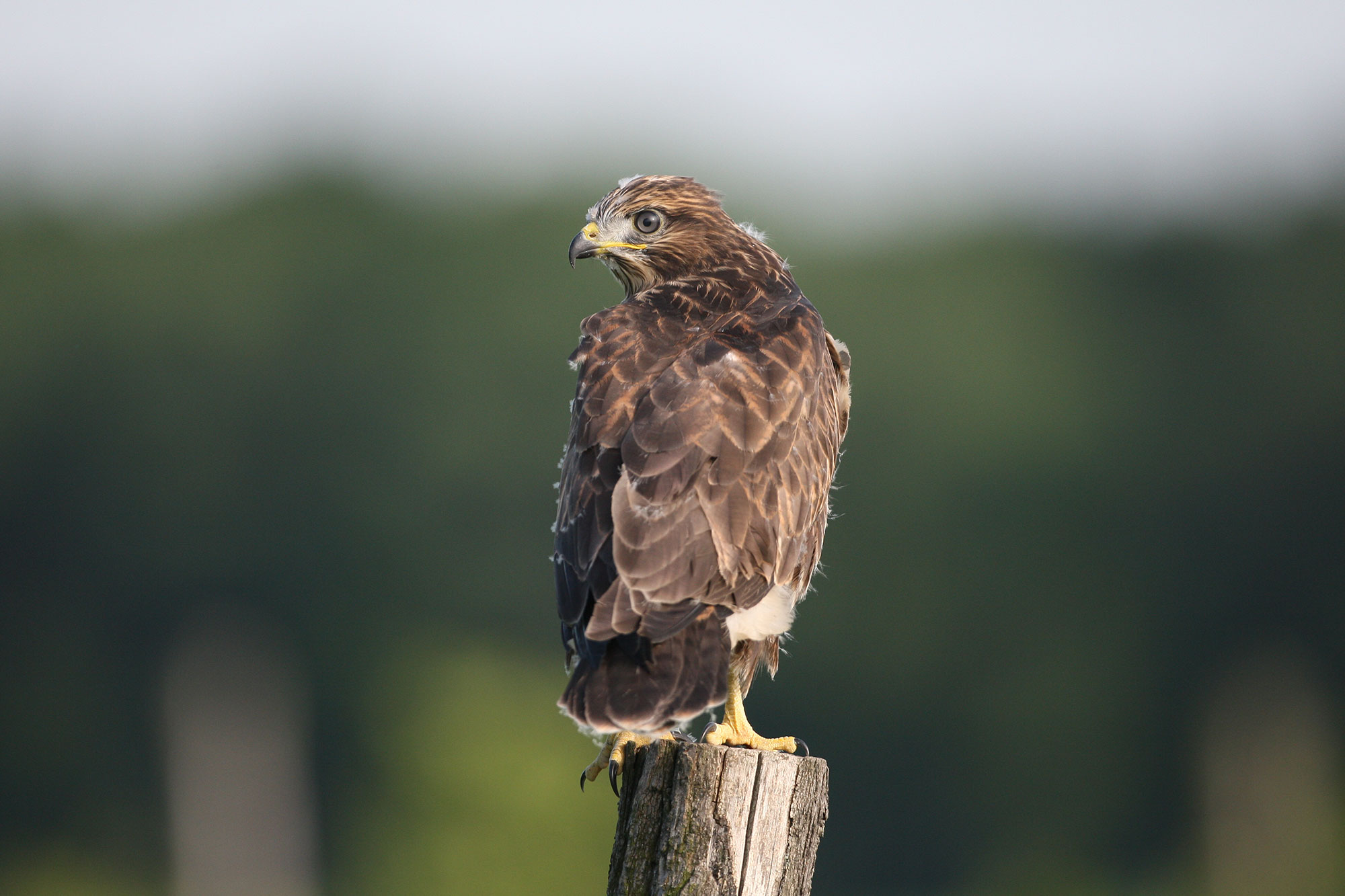 Mäusebussard | © Zdenek Tunka