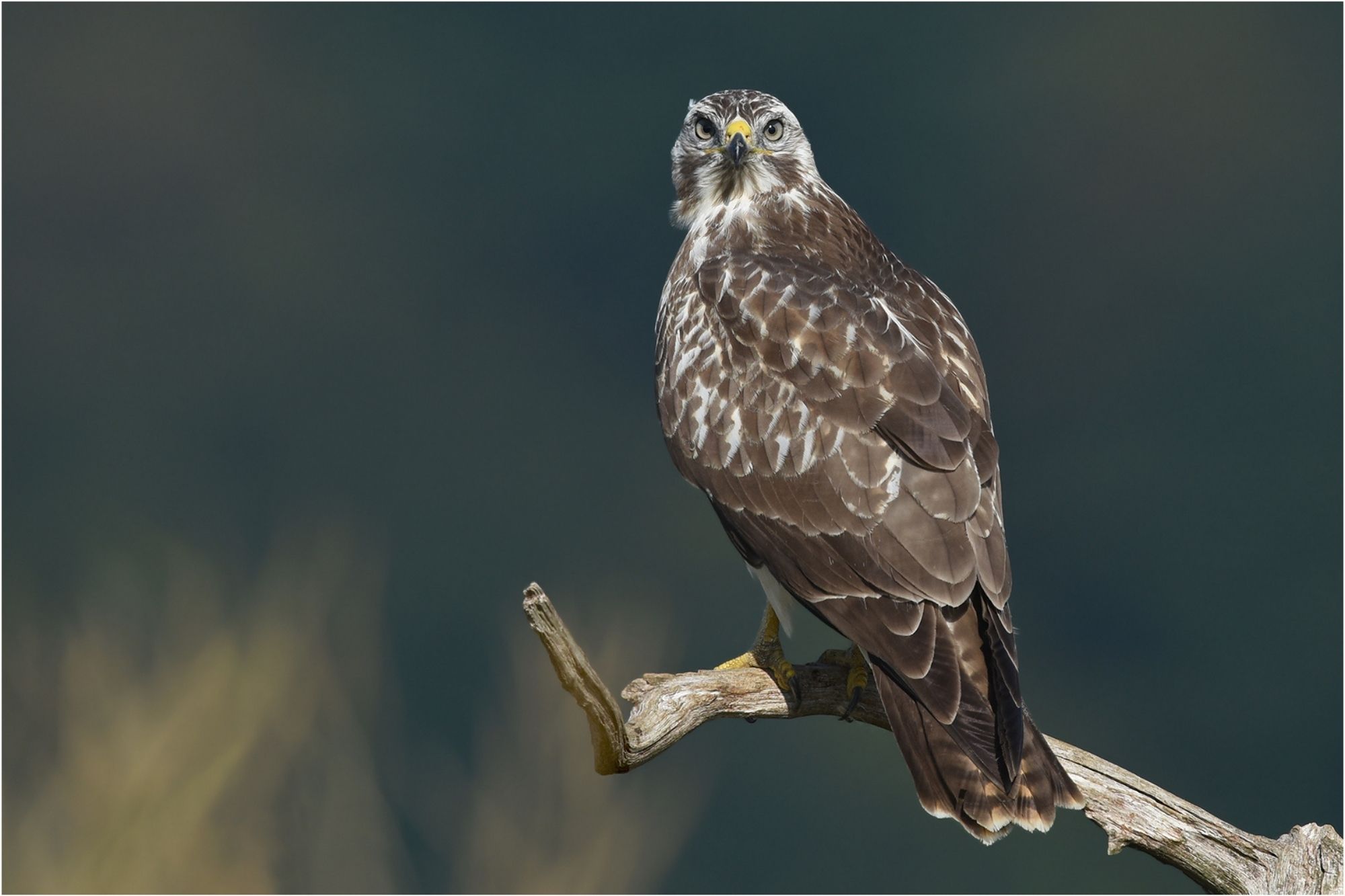 Mäusebussard sitzt auf einem Zaunpfahl und schaut in die Kamera. | © Herbert Henderkes