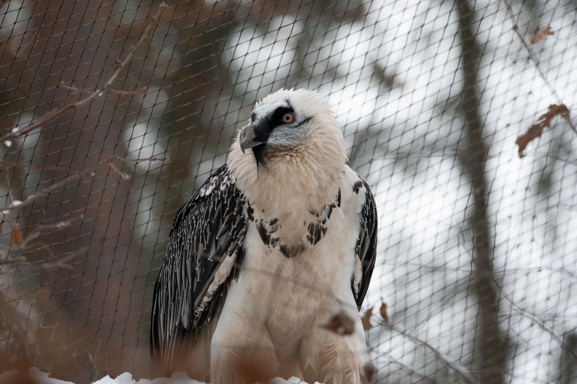 Das Nürnberger Bartgeierpaar ist Teil des EEP (EAZA ex situ-Programm), an dem sich europaweit über 40 Zoos und Zuchtstationen beteiligen | © Nicole Friedrich, LBV