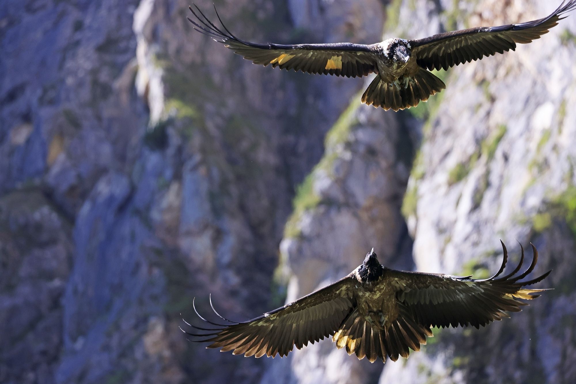 Wally und Bavaria beim gemeinsamen Flug |  © Markus Leitner
