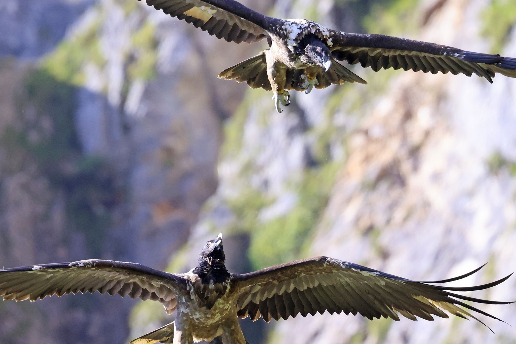 Wally und Bavaria beim gemeinsamen Flug |  © Markus Leitner