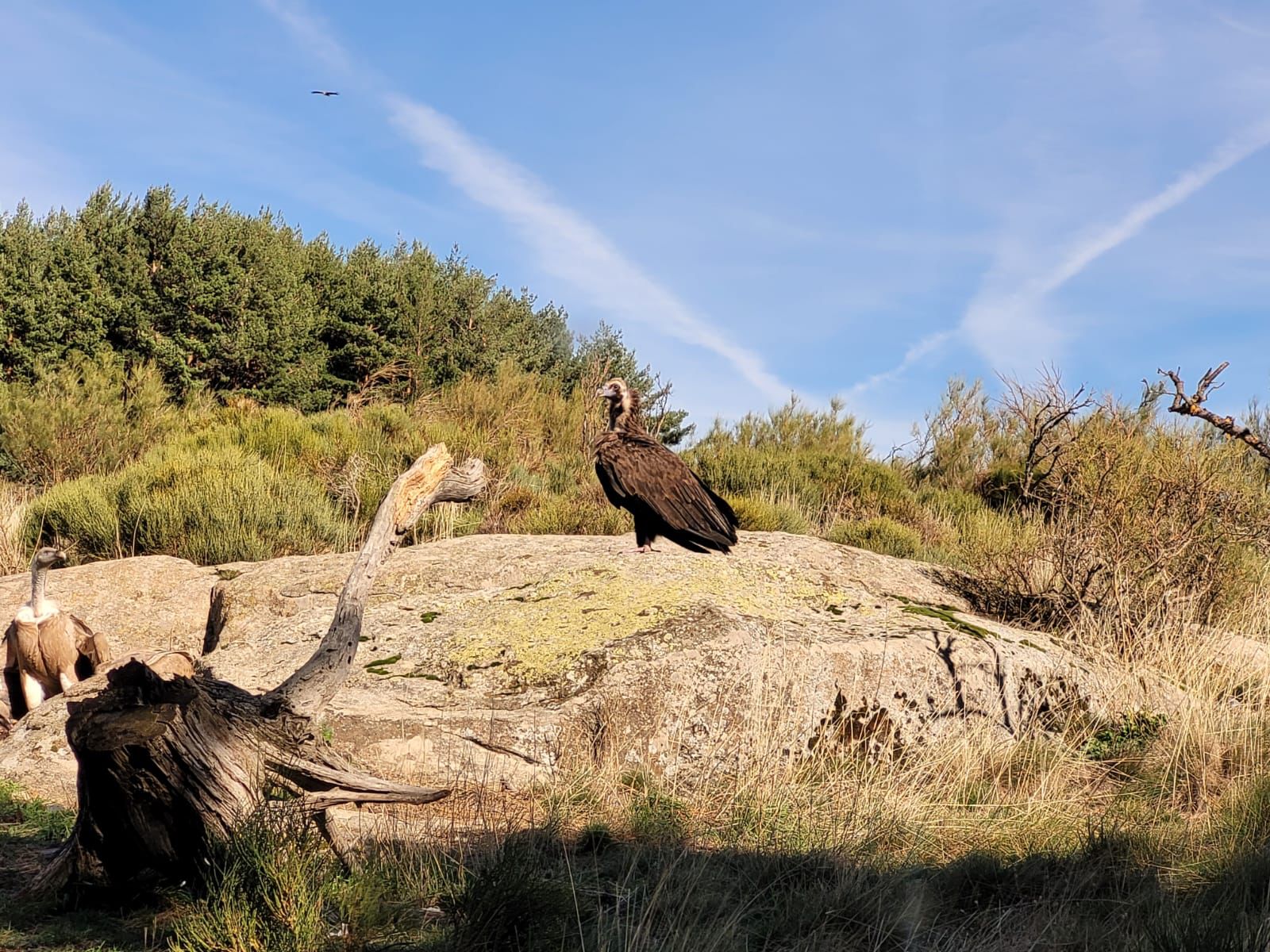 Gänse- und Mönchsgeier |© Magda Delmann