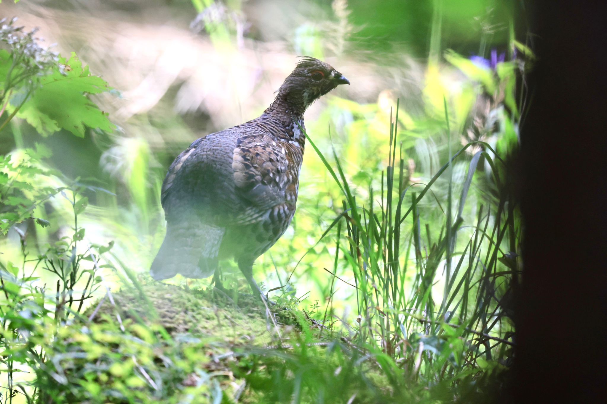 Haselhuhn |© Matthias Feldhoff