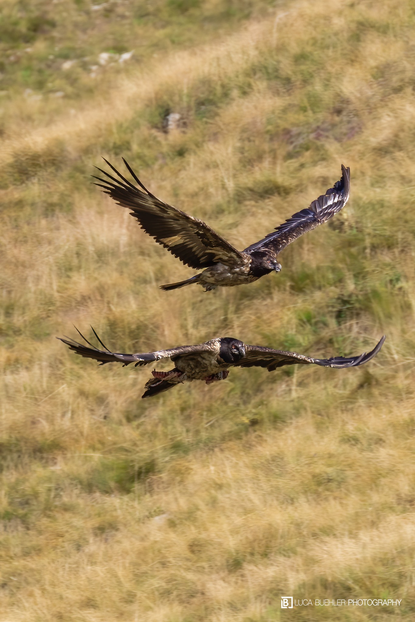 Dagmar und ein anderer Jungvogel |© Luca Buehler