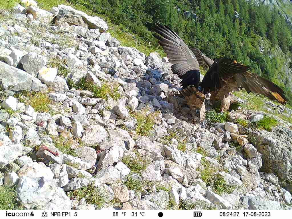 Nepomuk und Sisi |© NPV, LBV