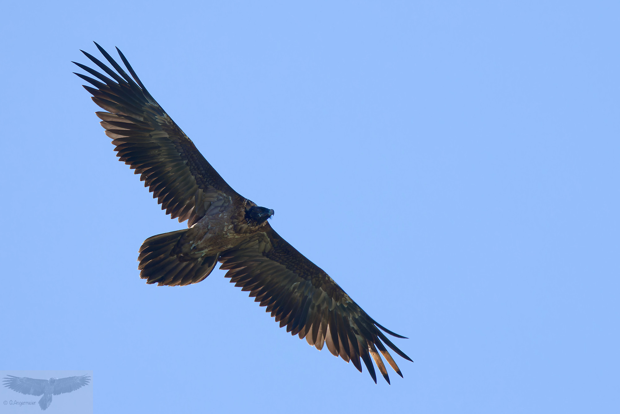 Sisi im Flug |© Günter Angermeier