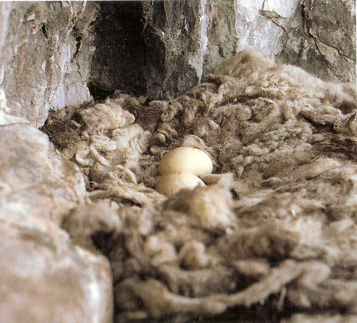 Bartgeiernest in freier Wildbahn |© VCF