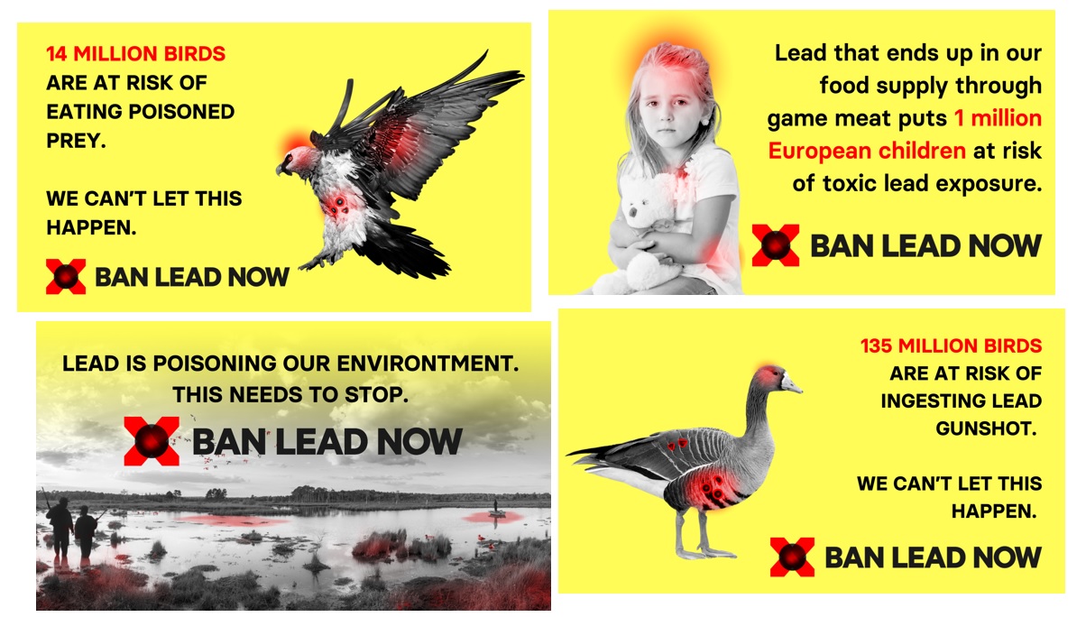 #Banleadnow  |© Birdlife international