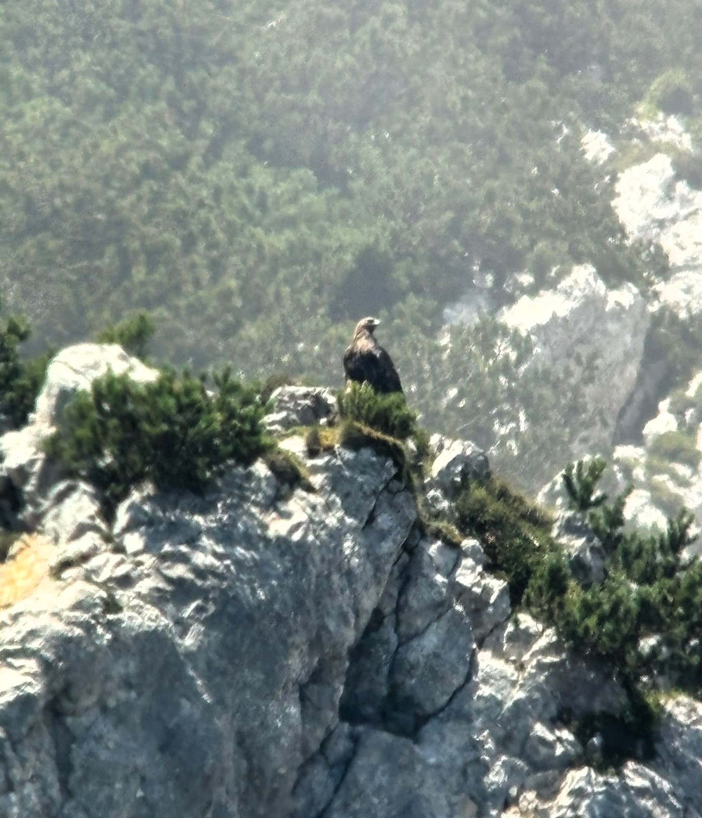 Steinadlerweibchen |© Nils Bayer
