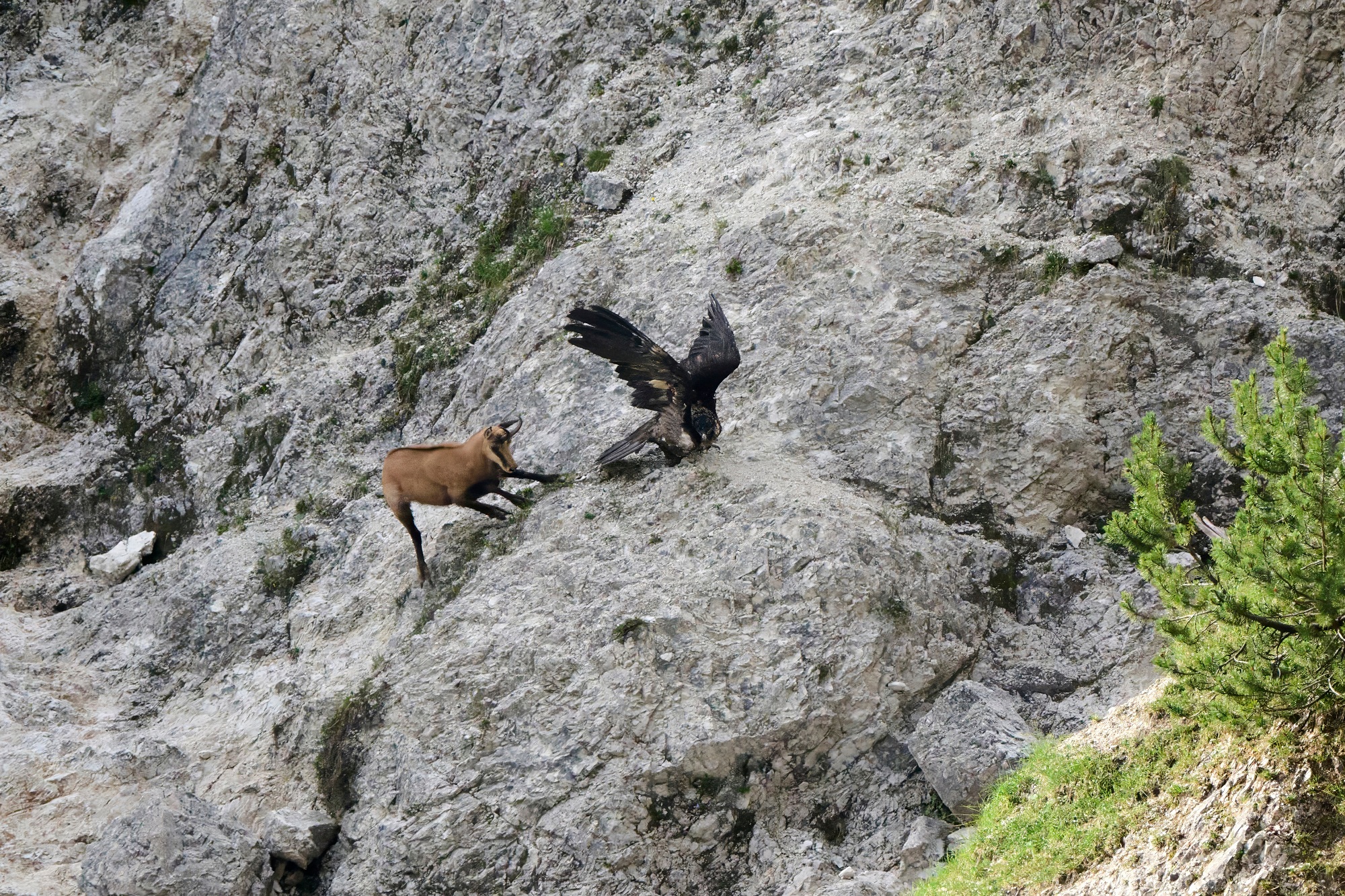 Wiggerl entwischt Gams  |© Hans Klein