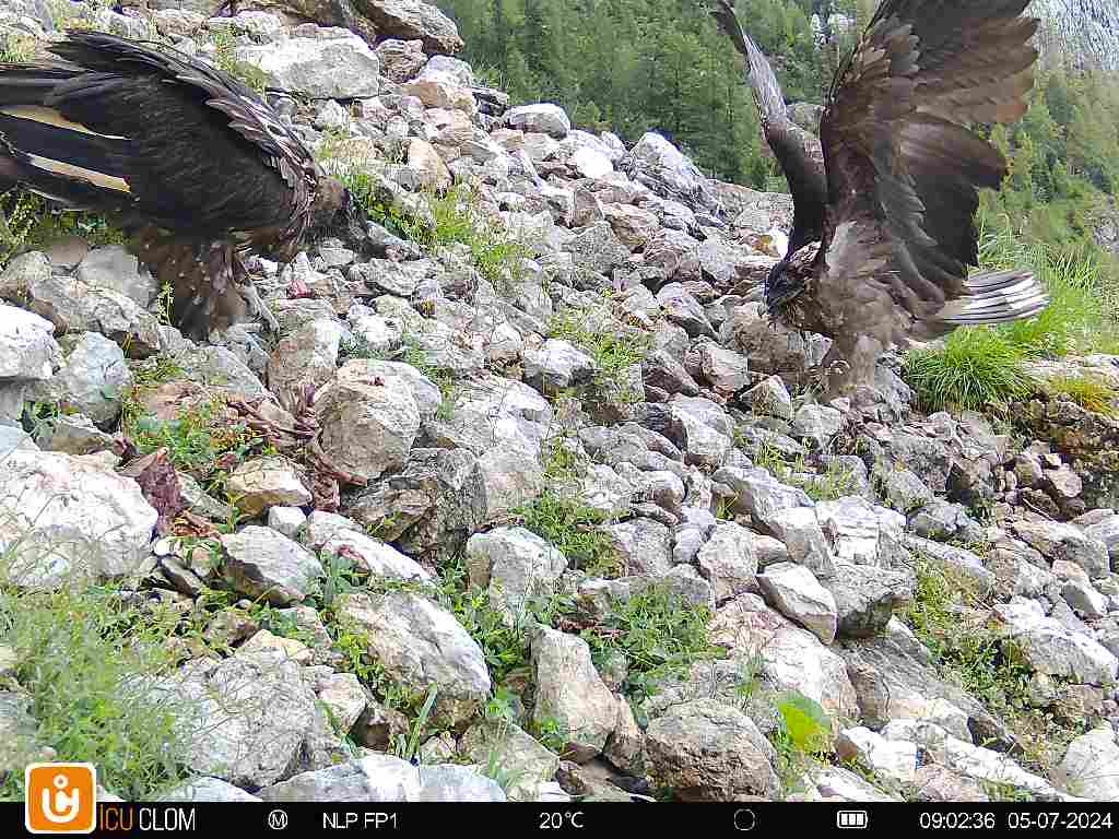 Vinzenz und Wiggerl am Futterplatz |© NPV & LBV