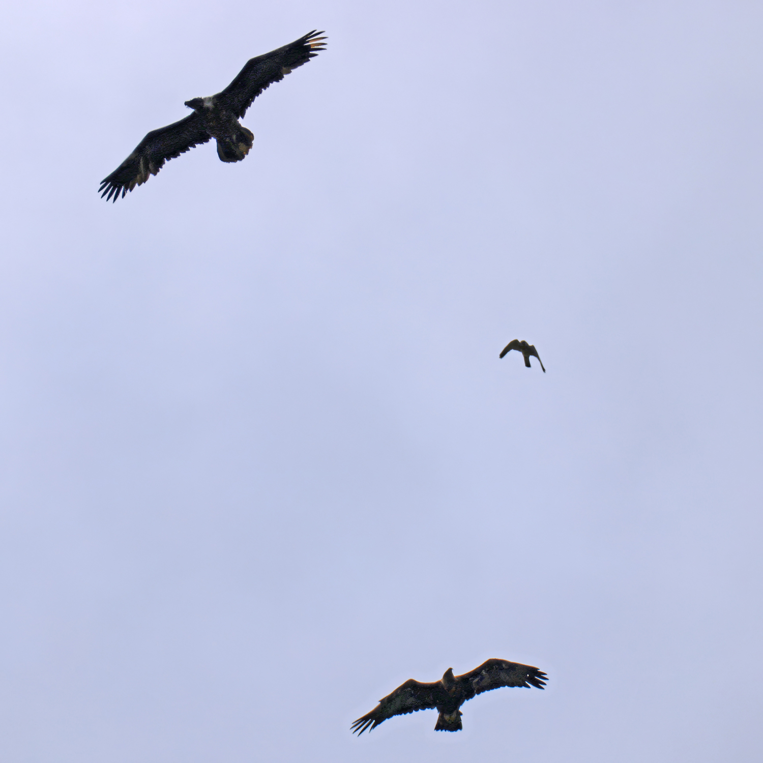 Konflikte im Luftraum |© Markus Leitner