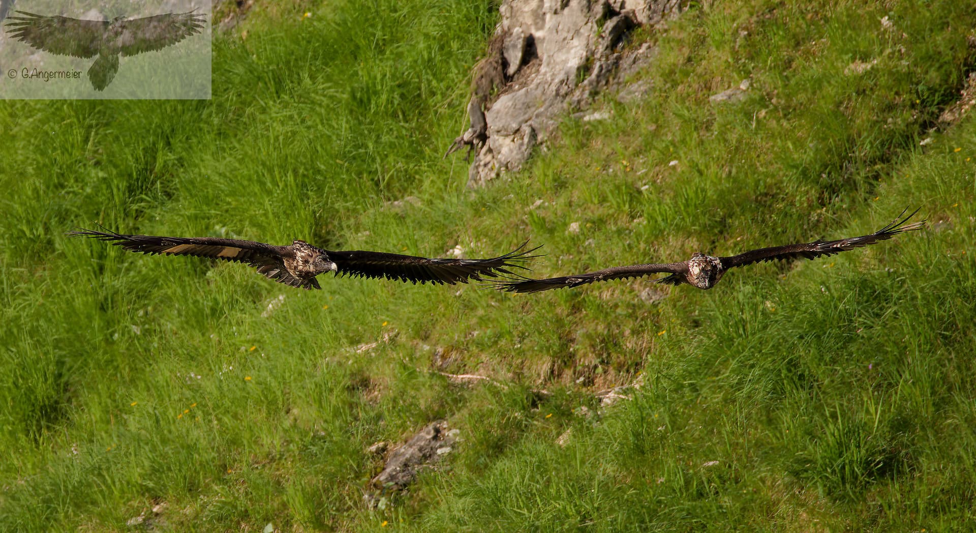 Vinzenz und Wiggerl im Flug |© Günther Angermeier