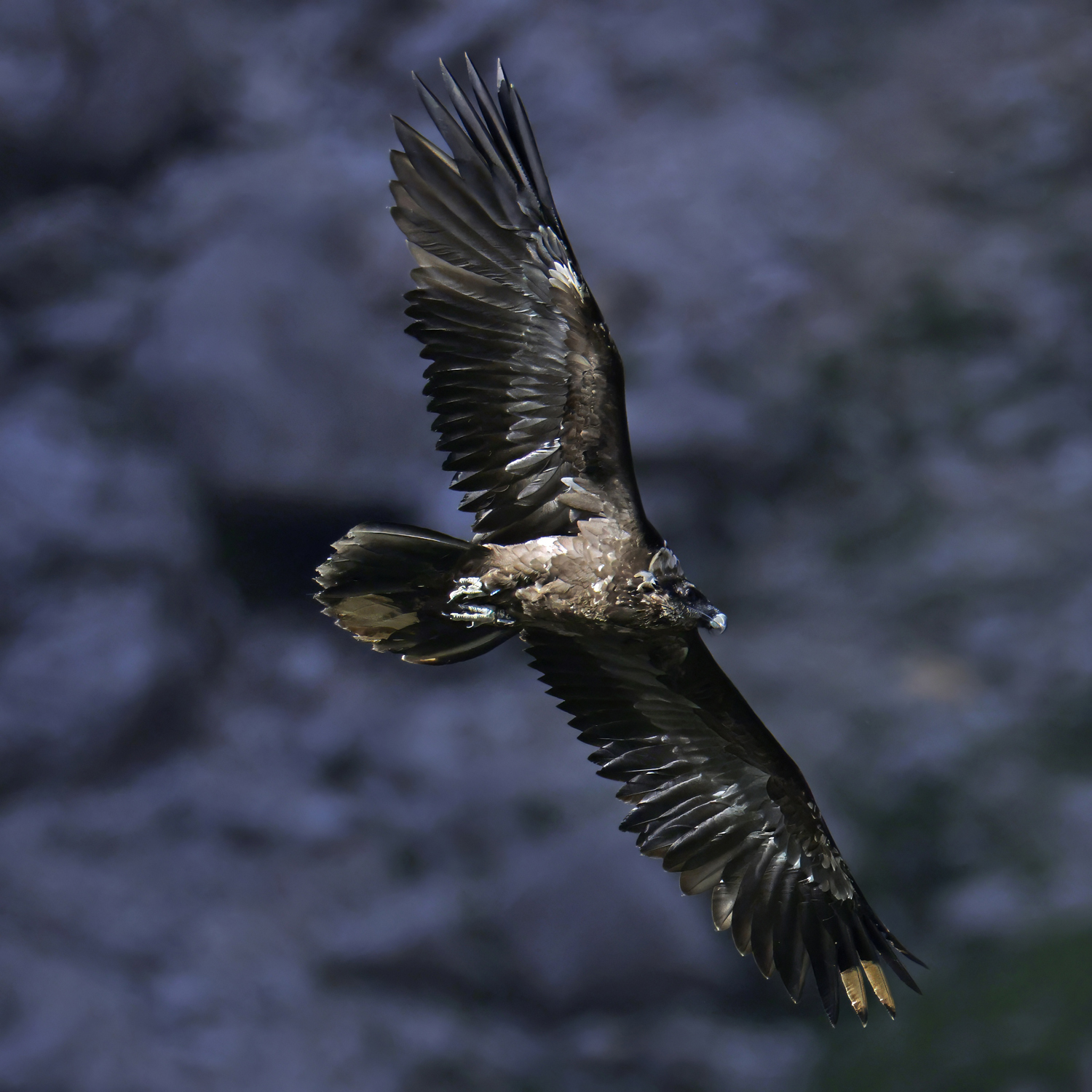 Vinzenz im Flug |© Markus Leitner