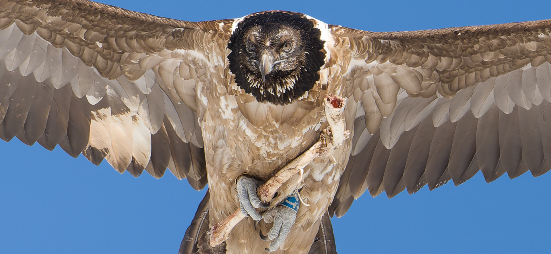 Detailaufnahme von Nepomuk im Flug  | © Günther Gailberger