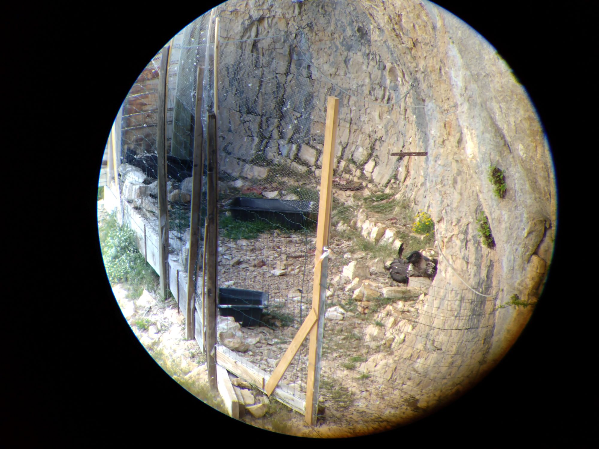 Auswilderungsnische Vercors |© Toni Wegscheider