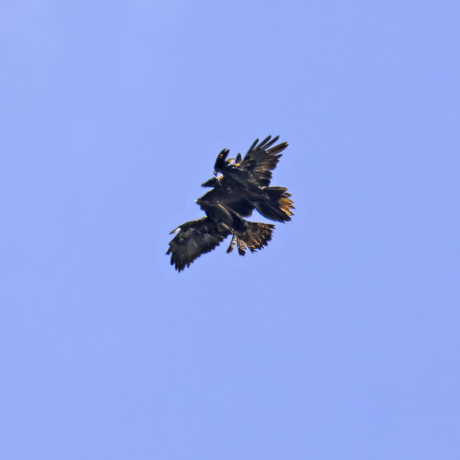 Vinzenz und Steinadler |© Markus Leitner