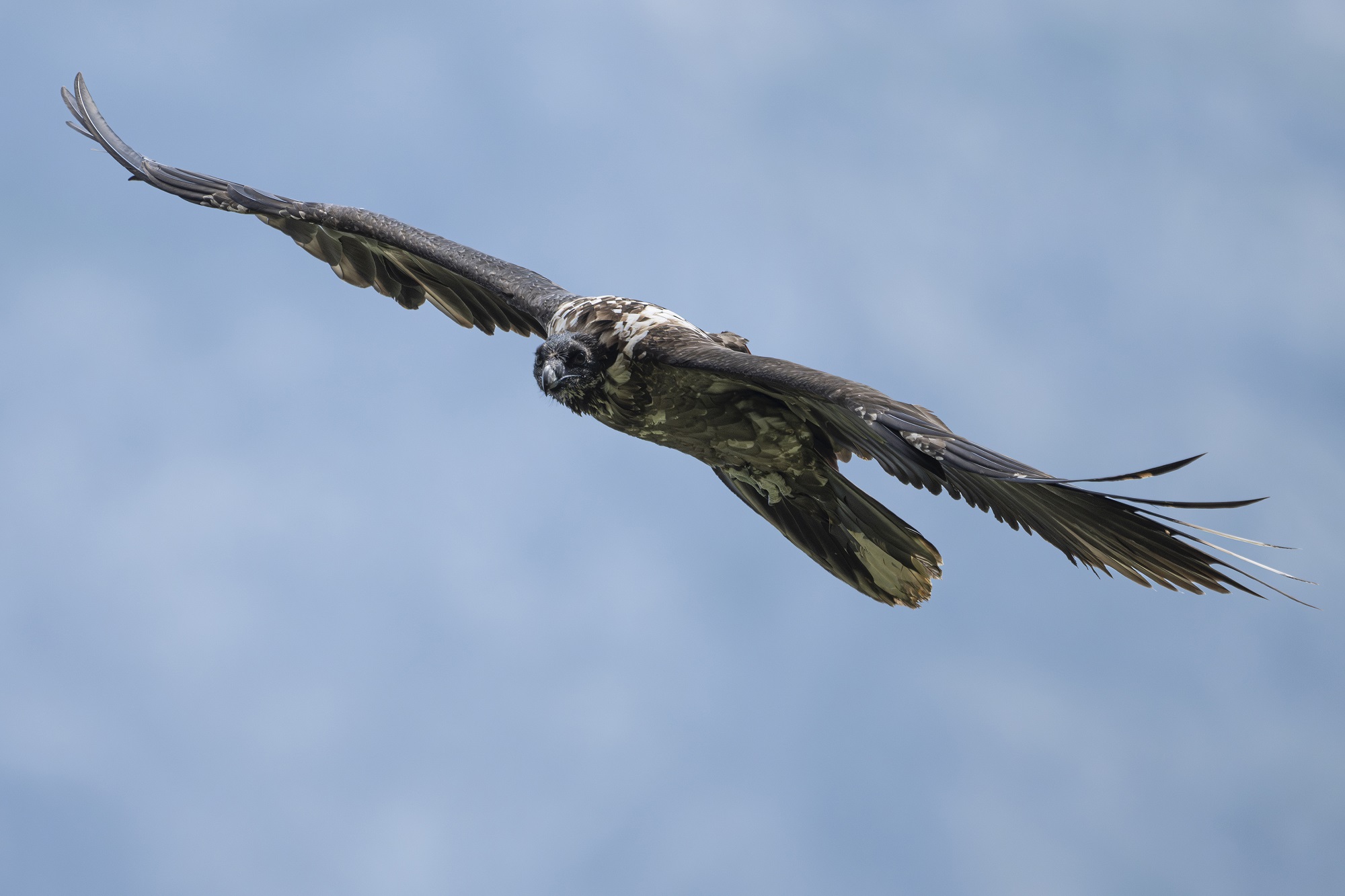 Vinzenz im Flug |© Magda Richter