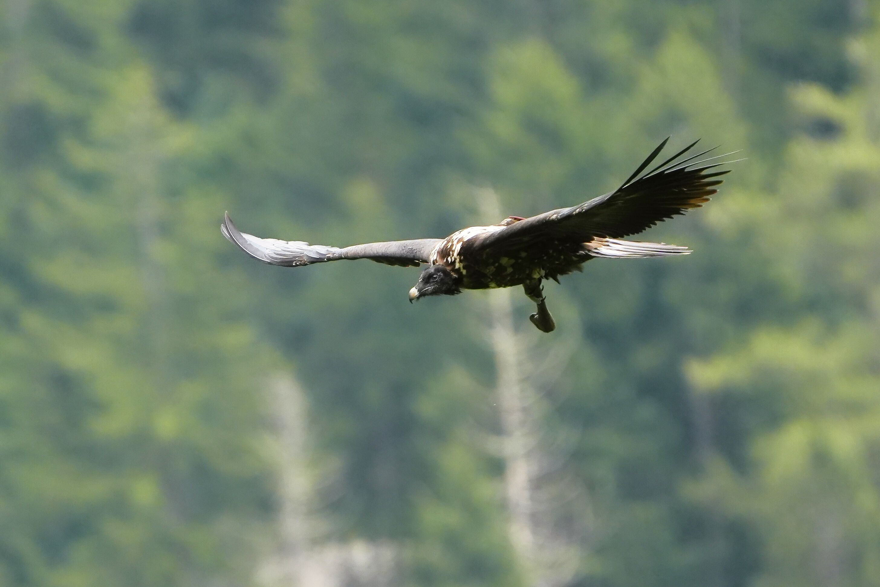 Wiggerl mit Hirschlauf |© Christian Steiger