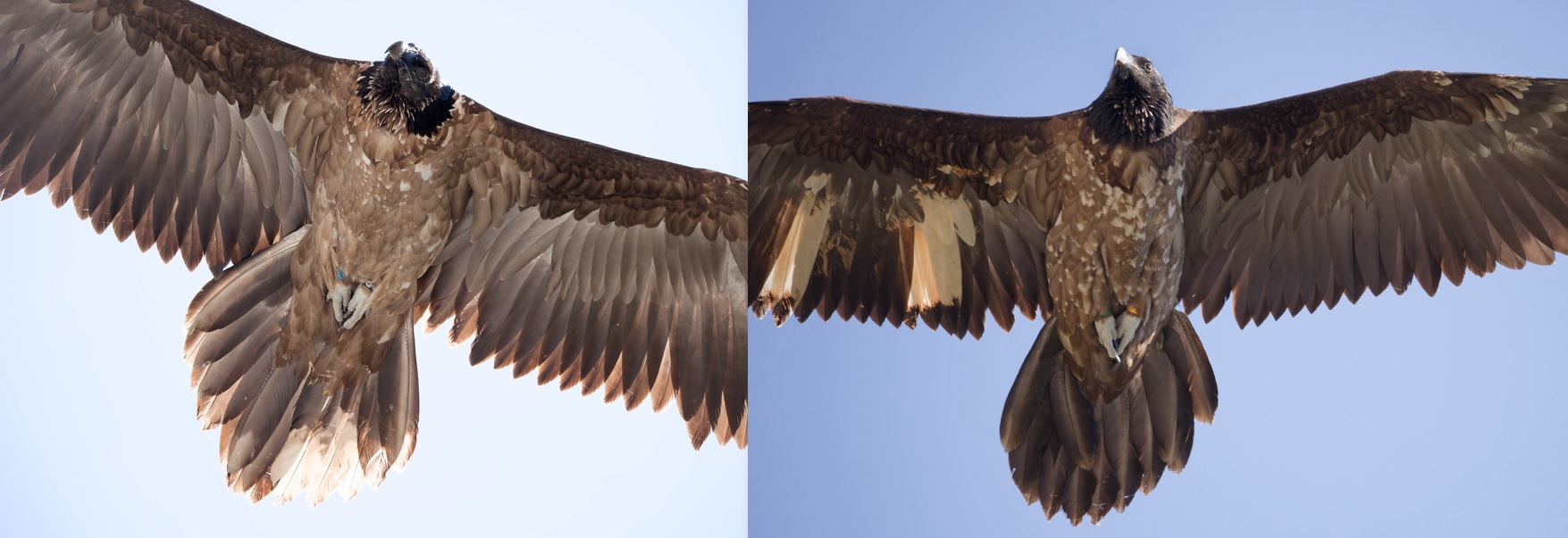 Vinzenz und Wiggerl im Flug |© Günter Angermeier