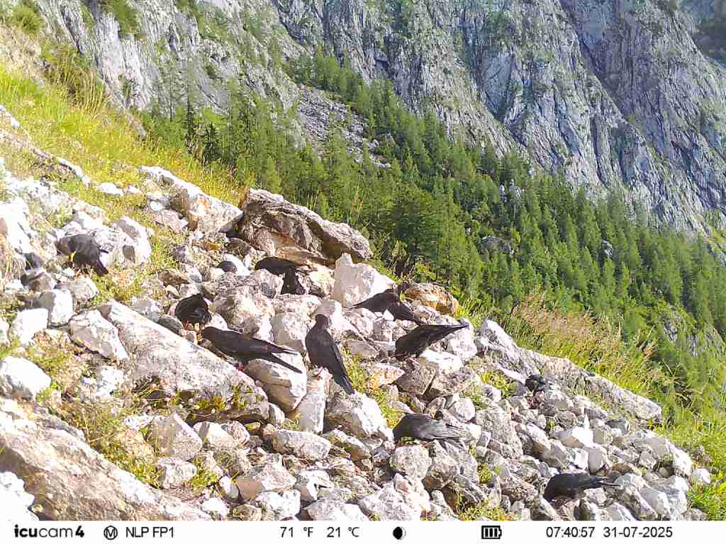 Eine Gruppe Alpendohlen sitzt auf einem felsigen Hang in den Alpen, ein typisches Schutzprojekt des LBV.