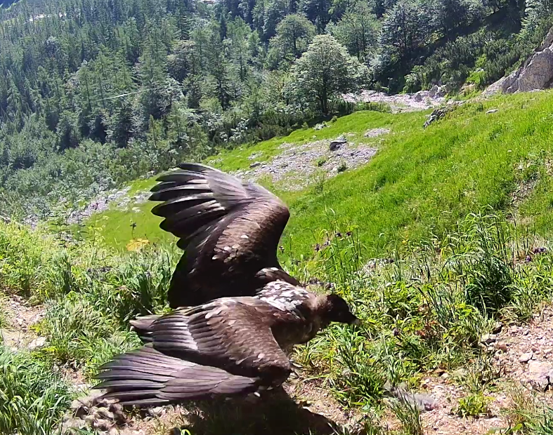 Luisa geht | © LBV-Bartgeierwebcam
