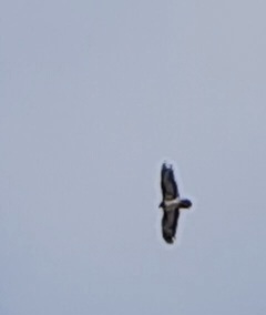 Sisi im Flug |© Doris Schmid
