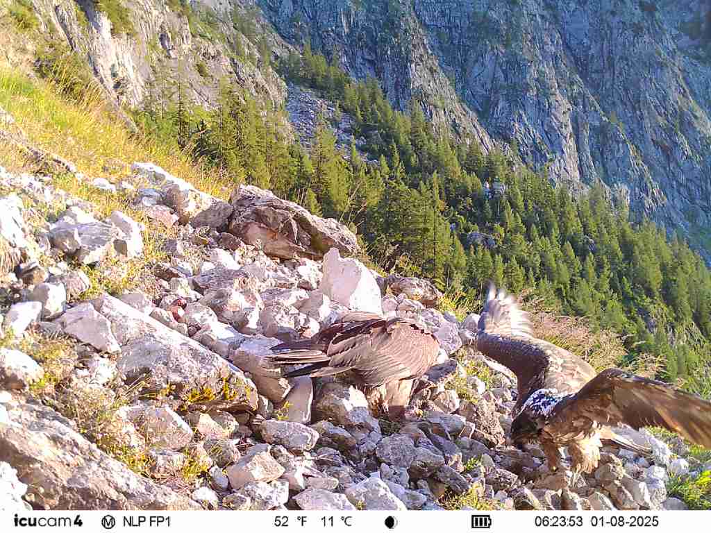 Zwei Vögel suchen auf einem steinigen Bergpfad nach Nahrung, ein faszinierender Moment, den der LBV dokumentiert.