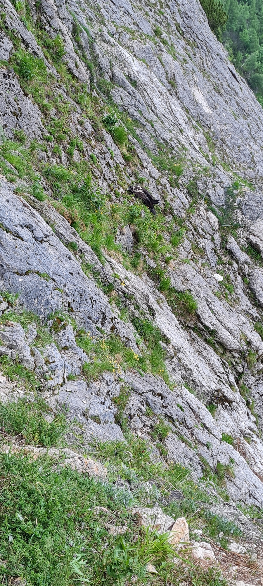 Generl schläft im Steilhang  | © David Schuhwerk, LBV