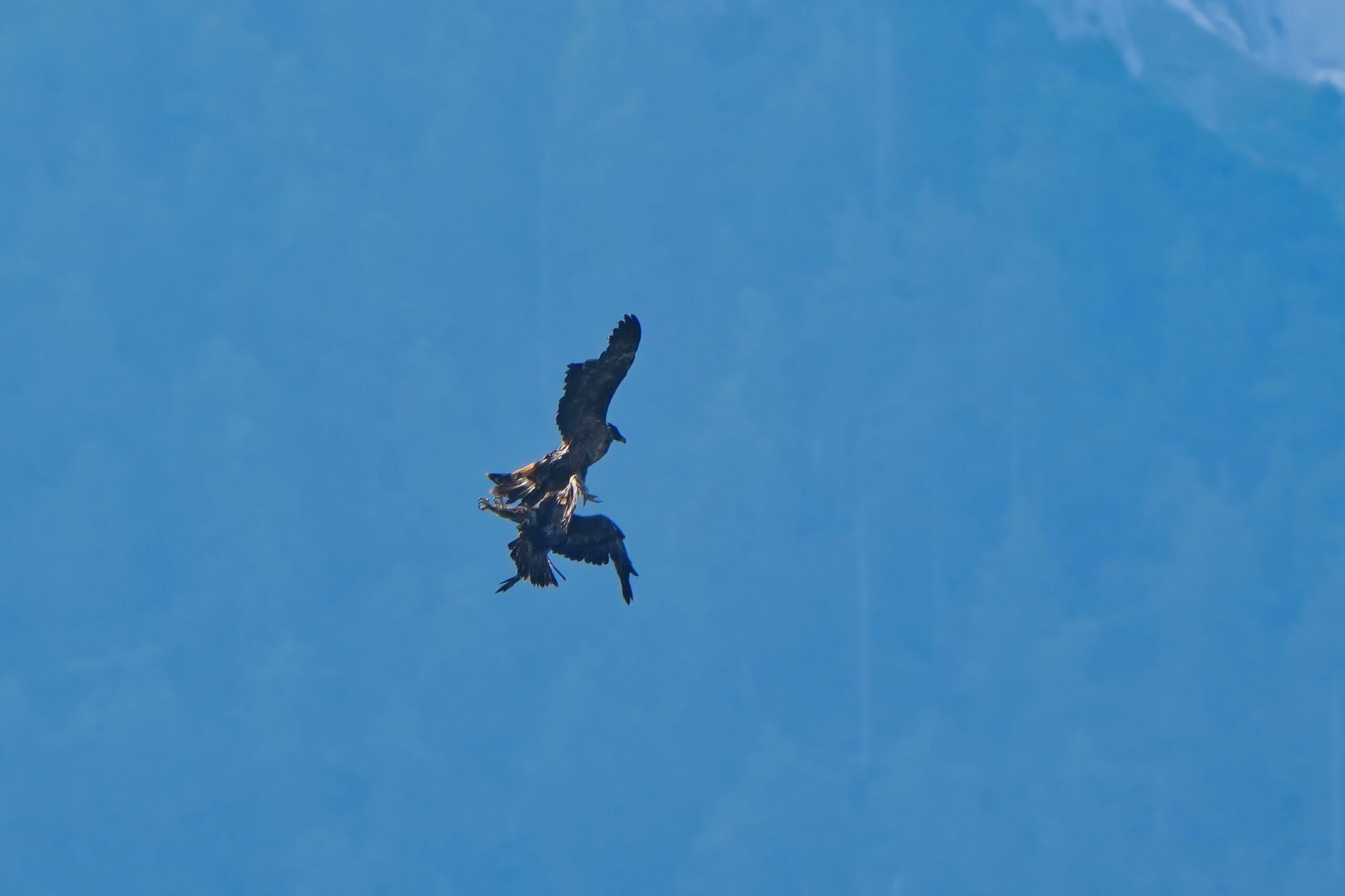 Zwei Steinadler kreisen am Himmel über Bayern, ein beeindruckendes Naturschauspiel im Sinne des LBV.
