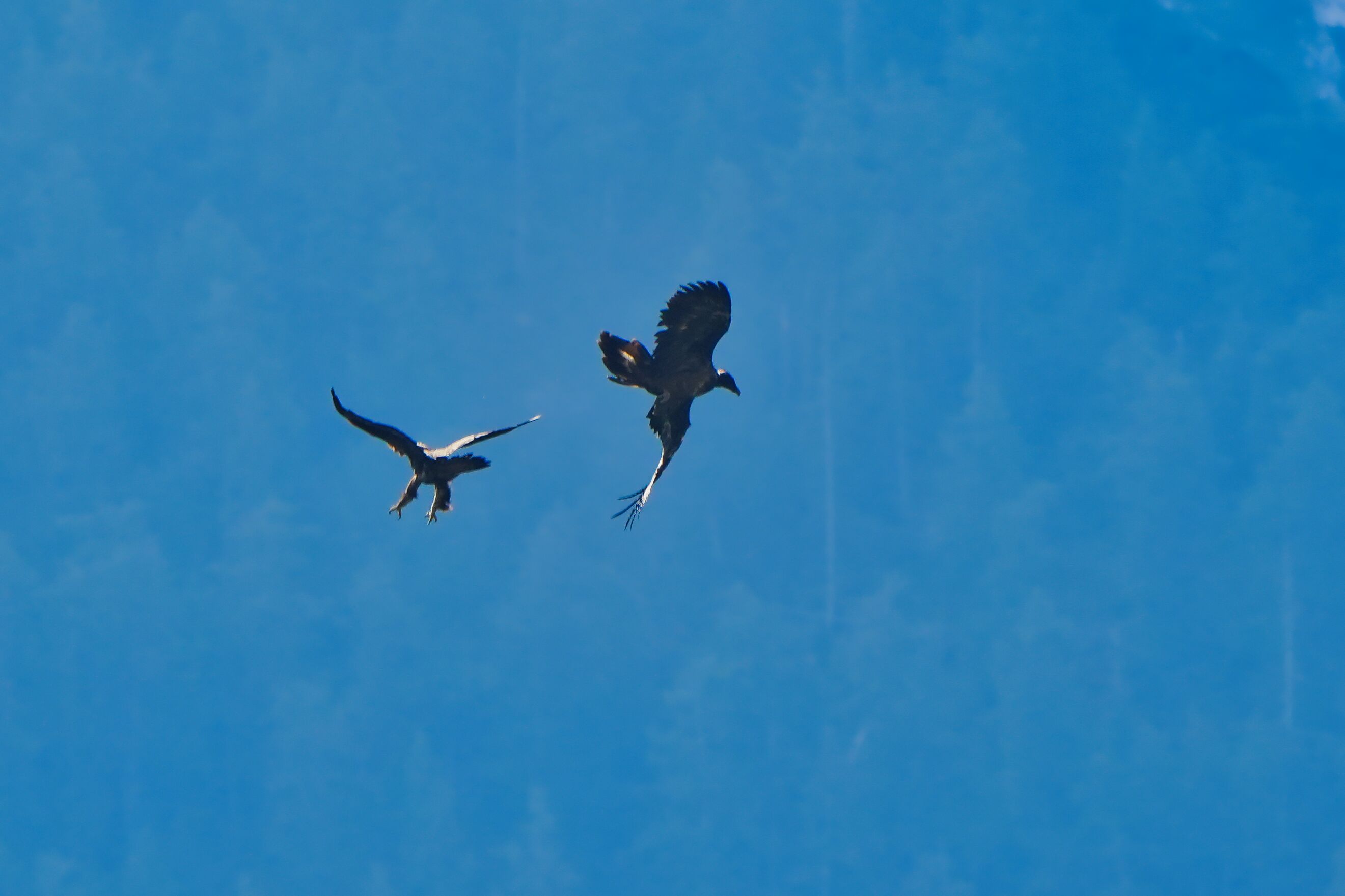 Zwei Steinadler fliegen majestätisch am blauen Himmel, ein Symbol für den Einsatz des LBV für den Naturschutz in Bayern.