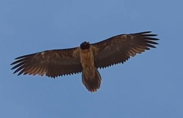 Wildvogel  |© Sascha Holland