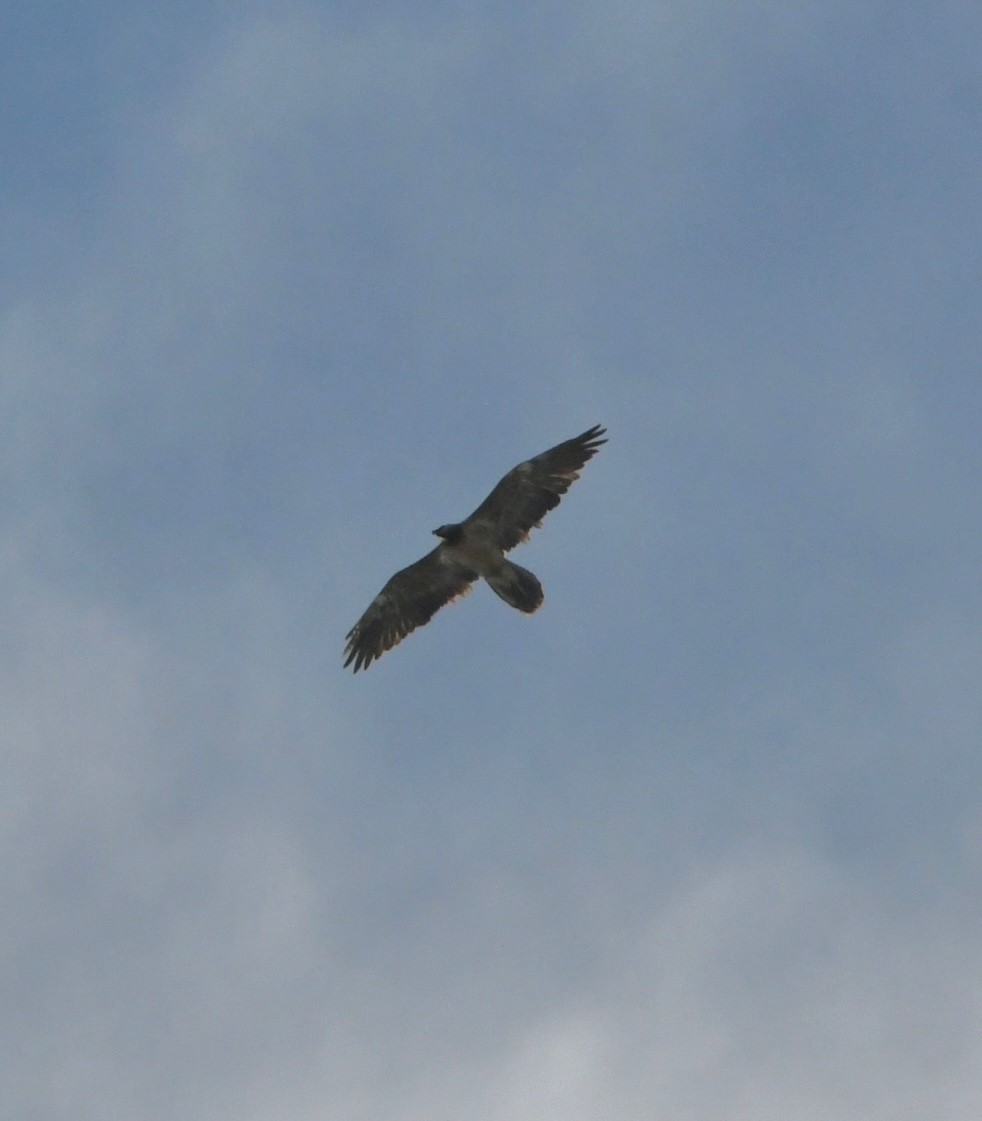 Bavaria  |© David Schuhwerk, LBV