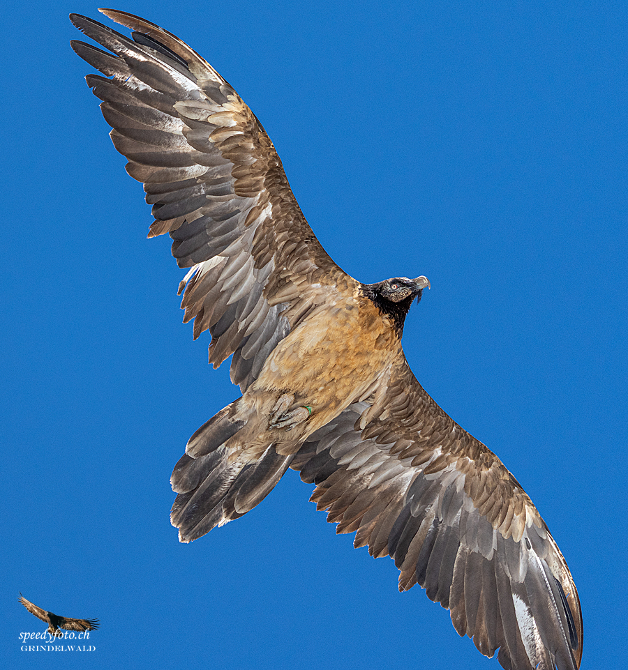 Dagmar im Flug | © speedyfoto.ch