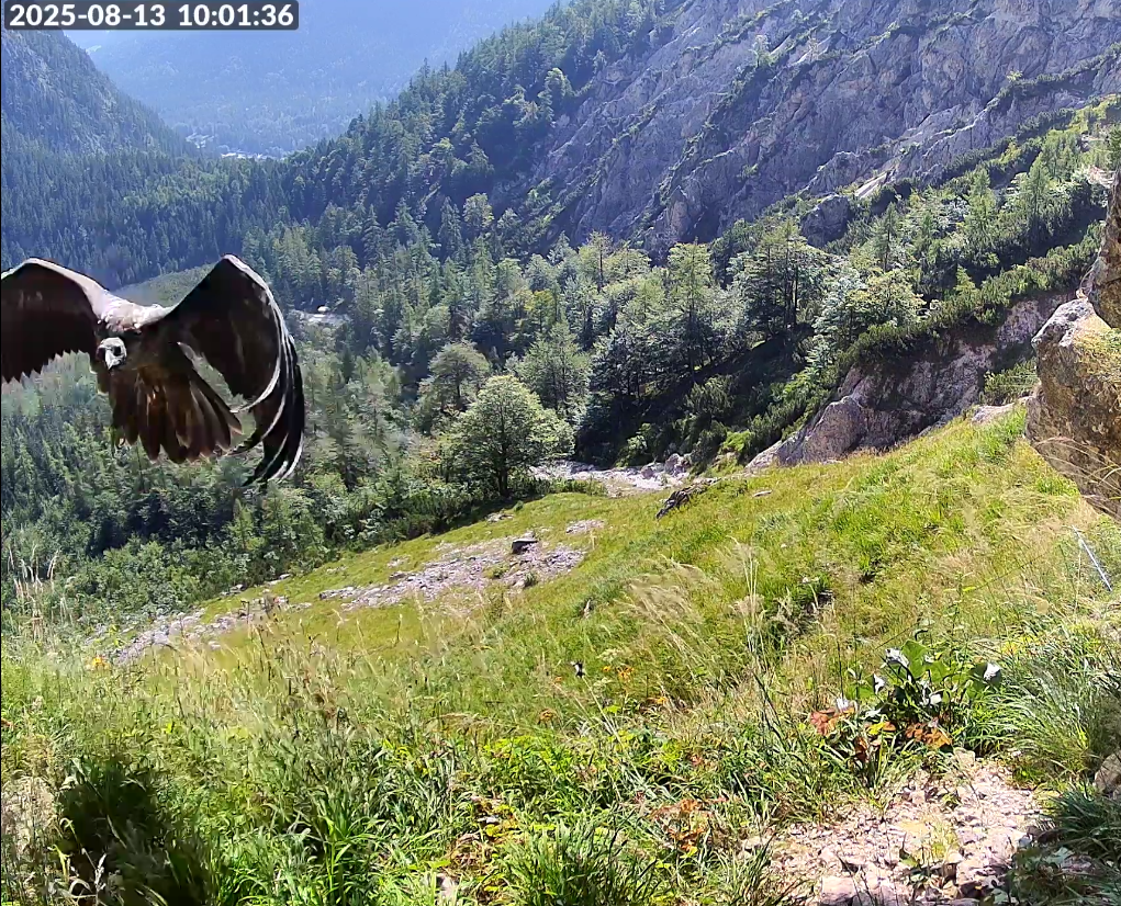 Generl Crash |© Screenshot Webcam LBV, NPV