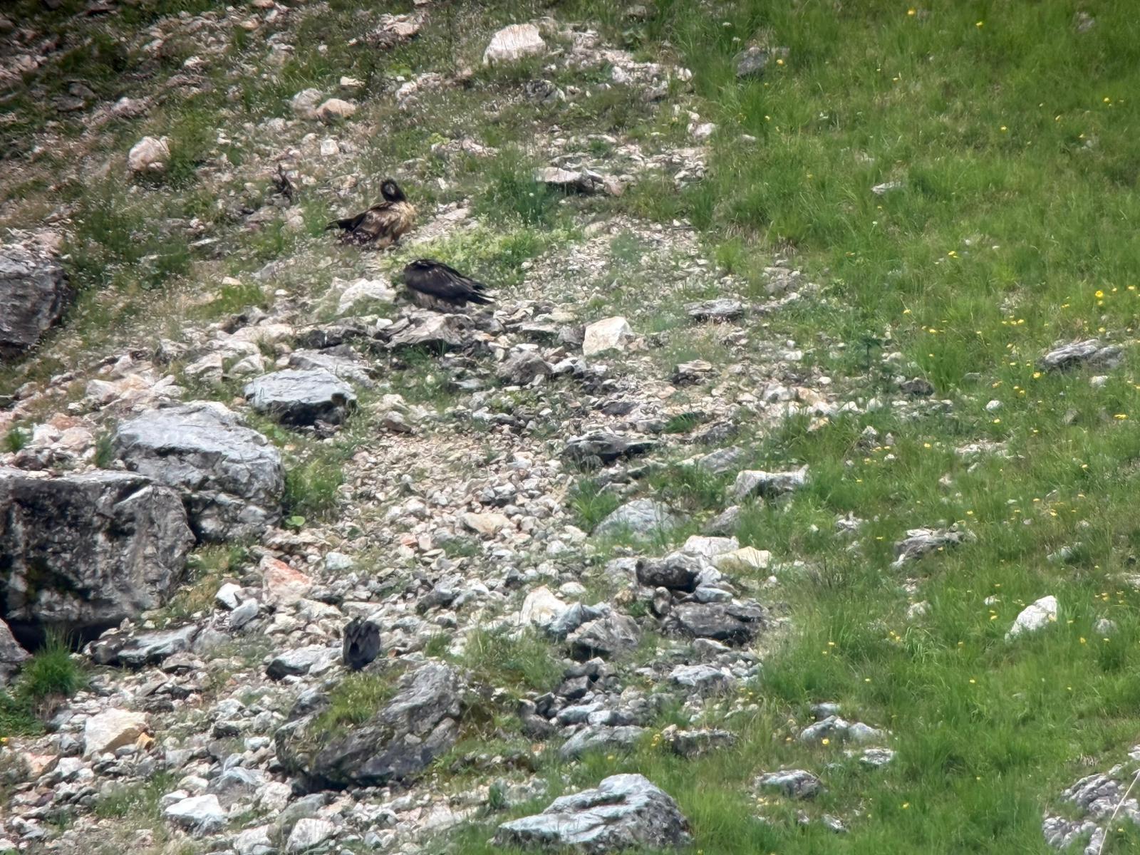 Drei Bartgeier am Fressplatz | © Matthias Feldhoff