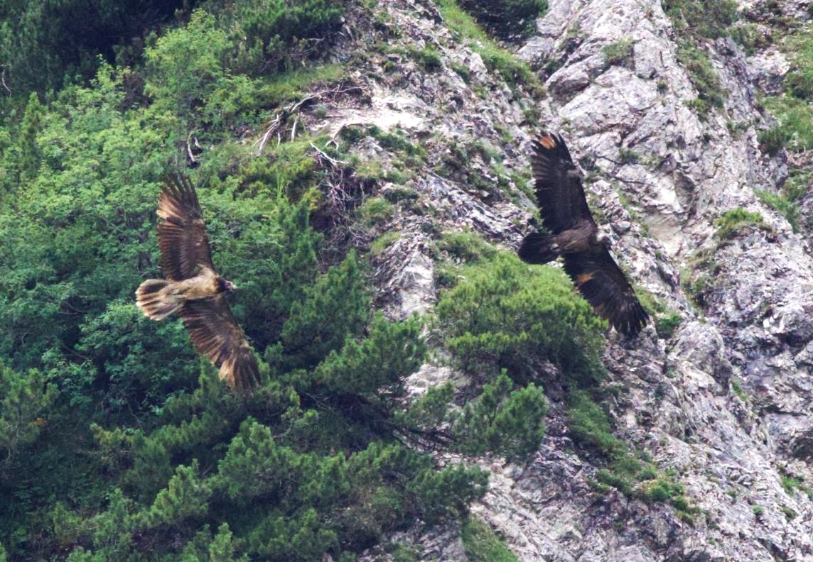 Generl und der fremde Jungvogel | © Matthias Feldhoff