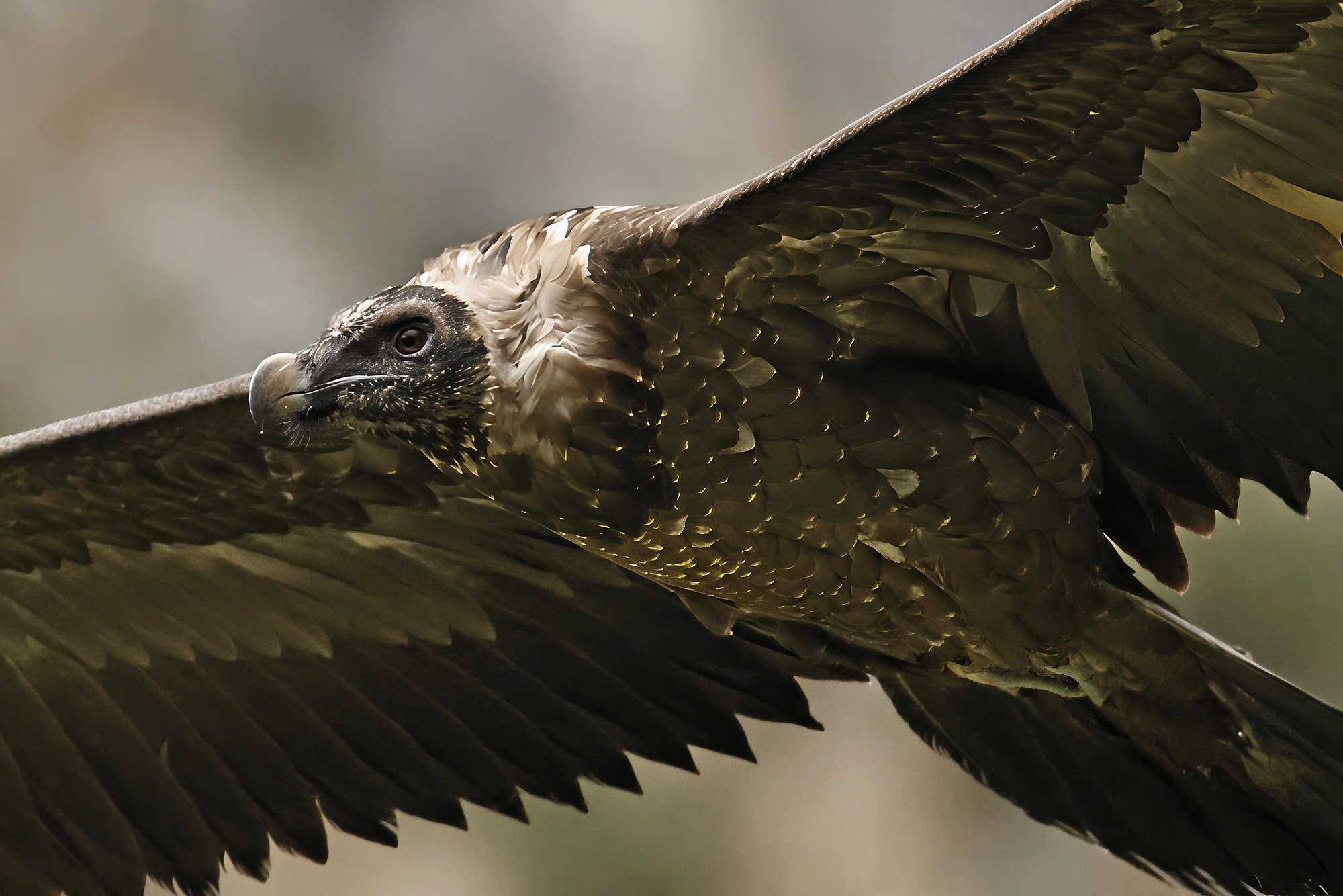 Generl im Flug | © Markus Leitner