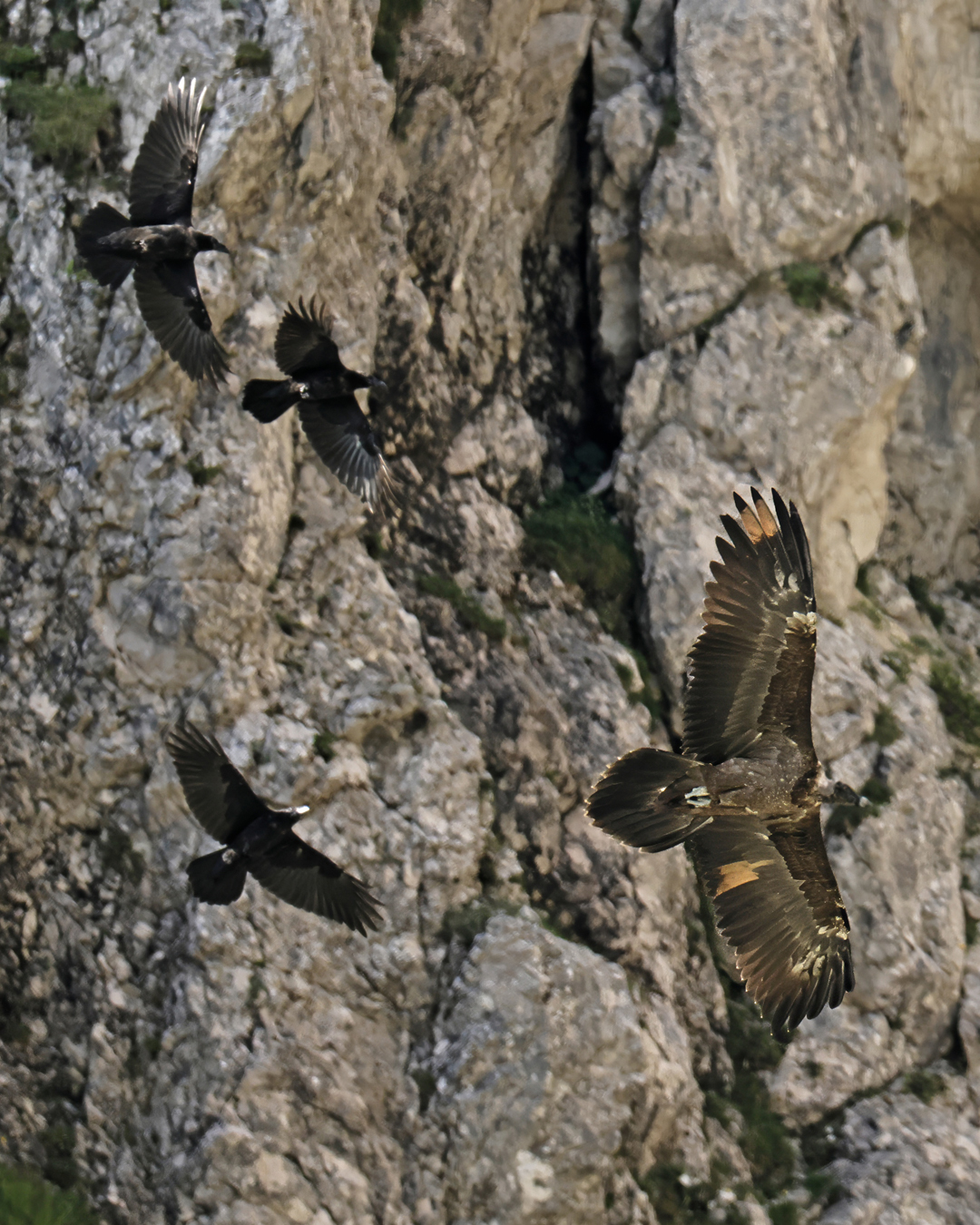 Generl im Flug | © Markus Leitner