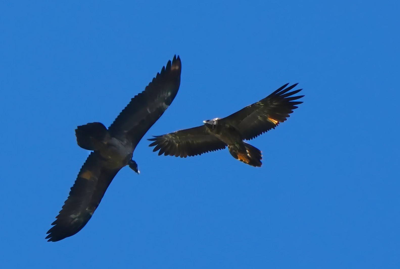 Generl und Luisa gemeinsam in der Luft |© Christian Steiger