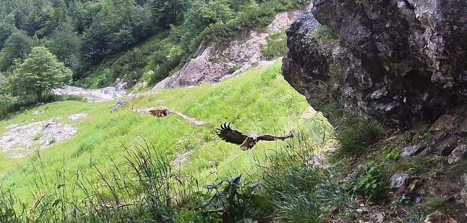 Luisa und der Wildvogel auf der Webcam | © Webcam LBV-NPV