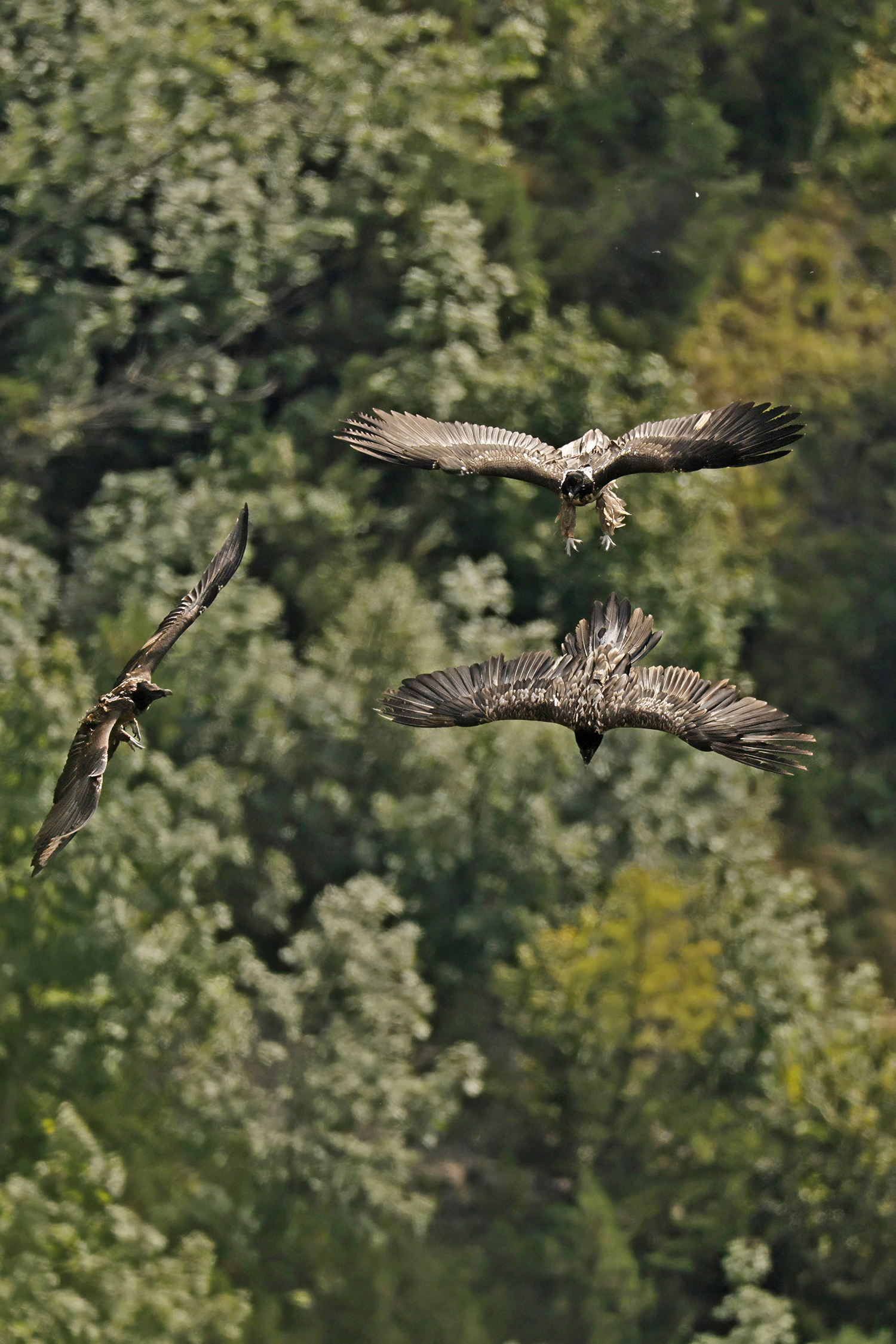 Luisa, Generl und Nepomuk in der Halsgrube  |© Markus Leitner