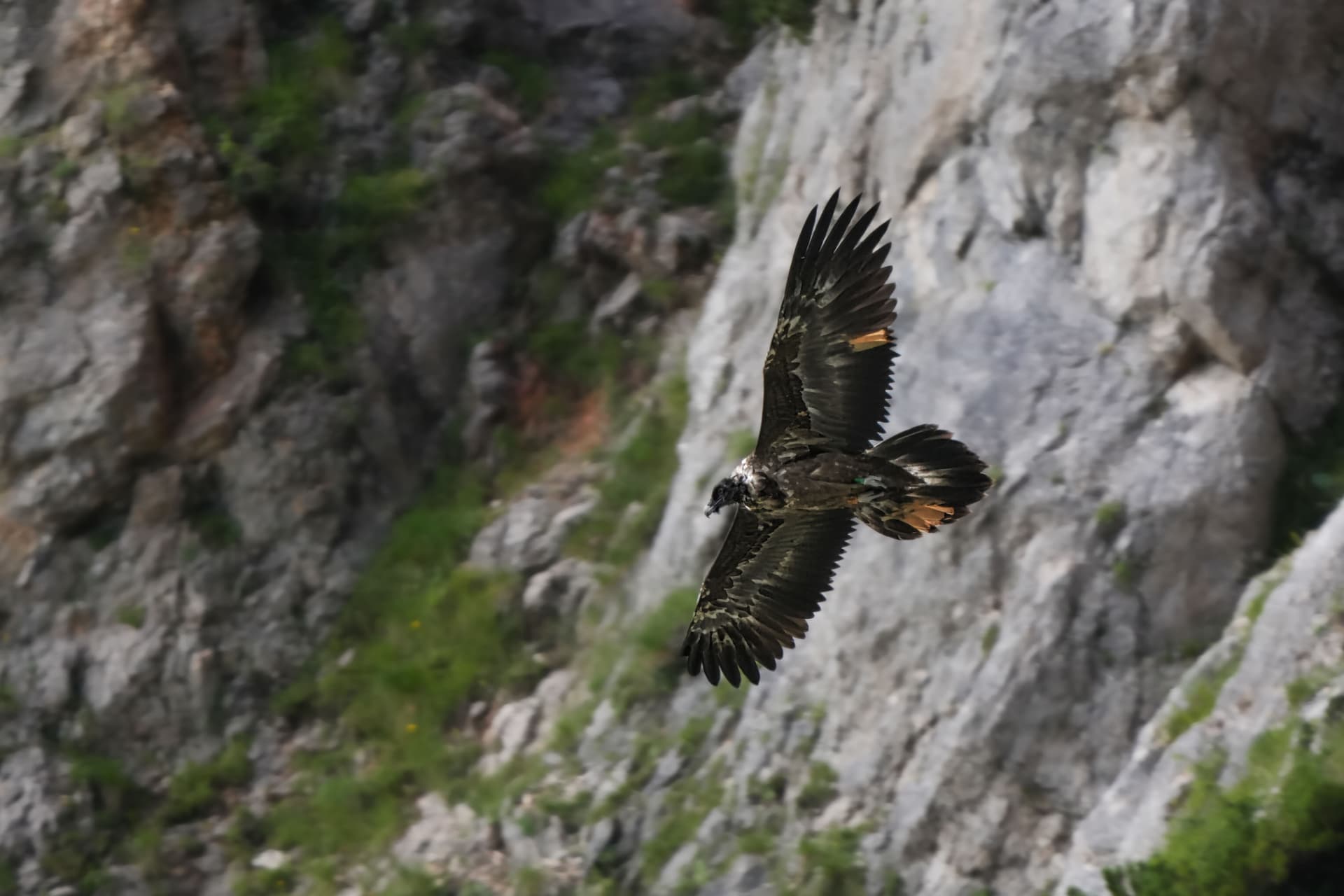 Luisa im Flug | © Christian Steiger