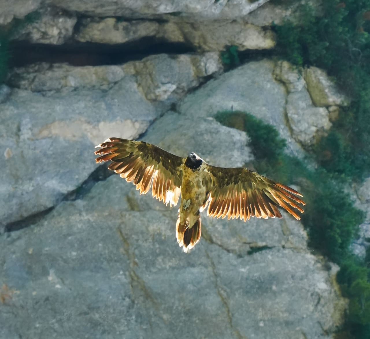 Nepomuk im Flug |© Christian Steiger