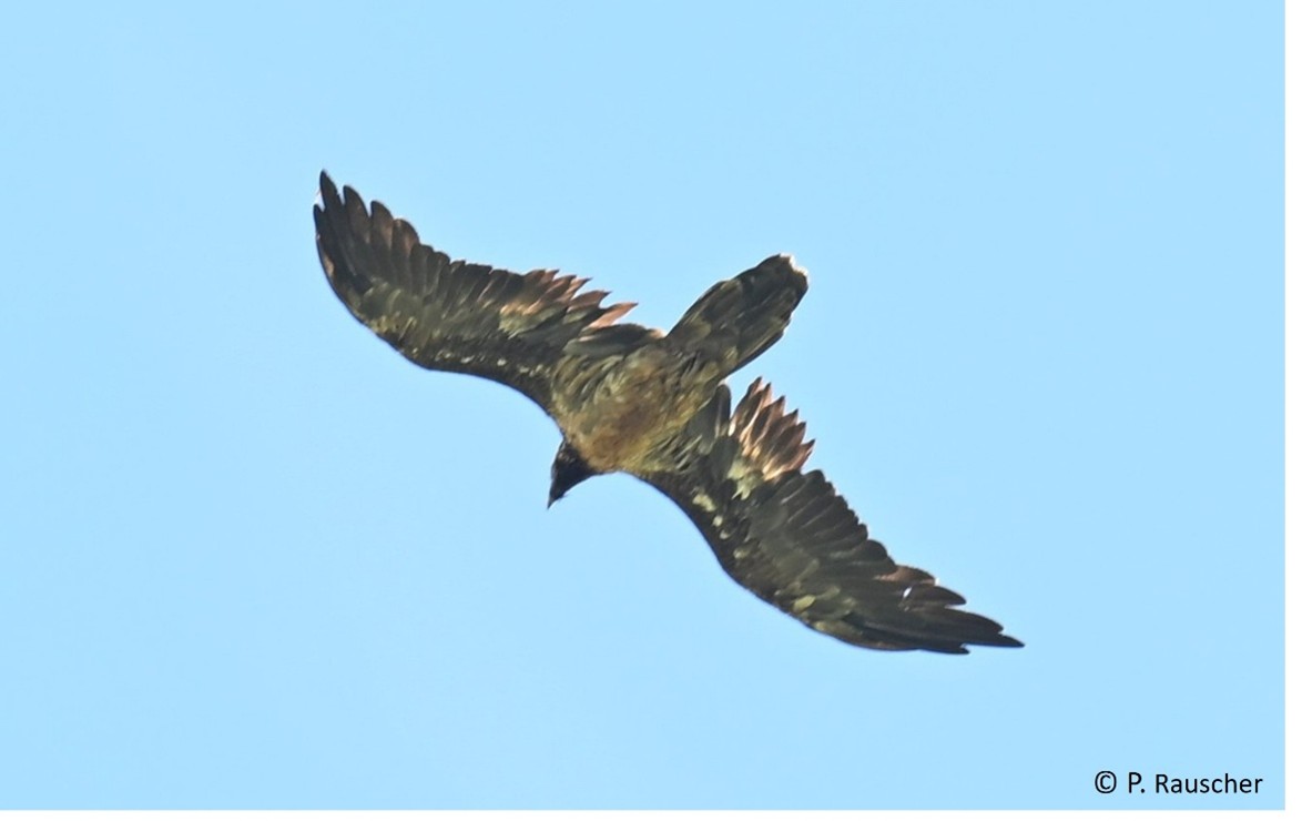 Recka im Juli 2025 in den Hohen Tauern |© P. Rauscher